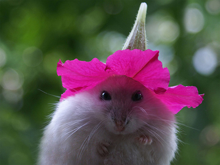 mouse in flower hat
